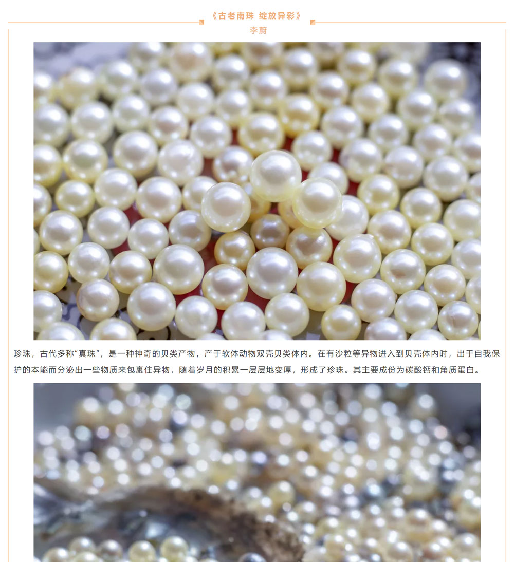 古老南珠，綻放異彩